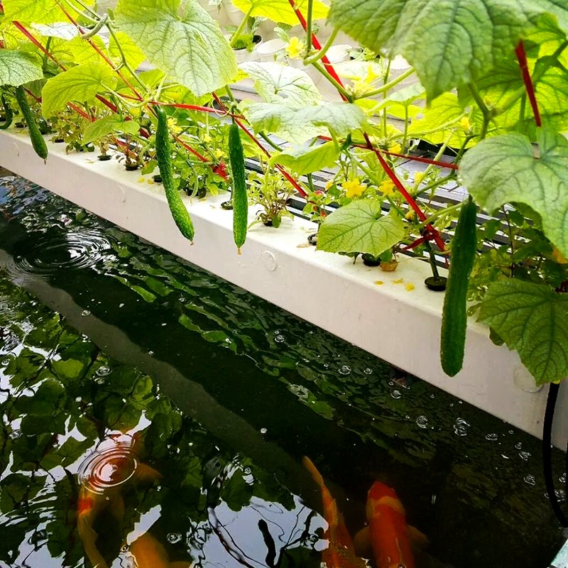 朔州市大田灌溉鱼菜共生 - 推荐